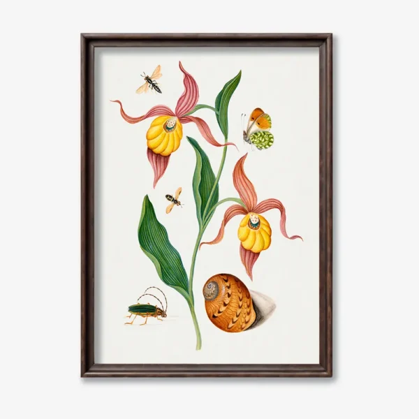 Botanical Illustration